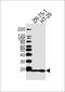 Anterior gradient protein 2 homolog antibody, MBS9213538, MyBioSource, Western Blot image 
