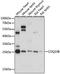 Coenzyme Q10B antibody, A15193, ABclonal Technology, Western Blot image 