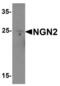 Neurogenin 2 antibody, LS-B8883, Lifespan Biosciences, Western Blot image 