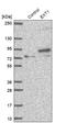 Exostosin Glycosyltransferase 1 antibody, HPA044394, Atlas Antibodies, Western Blot image 
