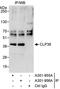 PDZ and LIM domain protein 1 antibody, A301-955A, Bethyl Labs, Immunoprecipitation image 