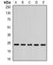Sepiapterin Reductase antibody, orb341393, Biorbyt, Western Blot image 