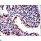 Proteasome Subunit Beta 8 antibody, LS-C812686, Lifespan Biosciences, Immunohistochemistry paraffin image 