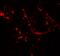 Hedgehog Acyltransferase Like antibody, A14660, Boster Biological Technology, Immunofluorescence image 