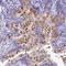 KDEL Endoplasmic Reticulum Protein Retention Receptor 3 antibody, NBP1-92048, Novus Biologicals, Immunohistochemistry frozen image 