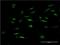 Forkhead Box K2 antibody, H00003607-M04, Novus Biologicals, Immunofluorescence image 