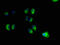 Unc-13 Homolog B antibody, CSB-PA025622LA01HU, Cusabio, Immunofluorescence image 