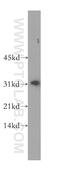 Carbonic Anhydrase 13 antibody, 16696-1-AP, Proteintech Group, Western Blot image 