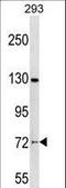 Nucleolar Protein 4 antibody, LS-C158406, Lifespan Biosciences, Western Blot image 