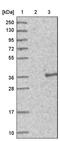 TRNA-Histidine Guanylyltransferase 1 Like antibody, PA5-57443, Invitrogen Antibodies, Western Blot image 