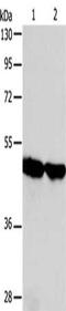 Arylacetamide Deacetylase antibody, CSB-PA834531, Cusabio, Western Blot image 