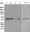 CD16 antibody, ab109223, Abcam, Western Blot image 