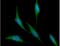 Ribonuclease/Angiogenin Inhibitor 1 antibody, NBP1-30167, Novus Biologicals, Immunocytochemistry image 