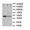 MYB Proto-Oncogene Like 2 antibody, orb97054, Biorbyt, Western Blot image 