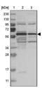 Rho Guanine Nucleotide Exchange Factor 3 antibody, NBP1-85130, Novus Biologicals, Western Blot image 
