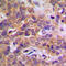 p38 antibody, LS-C353960, Lifespan Biosciences, Immunohistochemistry paraffin image 