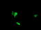 NIMA Related Kinase 11 antibody, LS-C172396, Lifespan Biosciences, Immunofluorescence image 