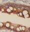 Keratin 8 antibody, FNab02221, FineTest, Immunohistochemistry paraffin image 