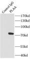 Phospholipase A2 Activating Protein antibody, FNab06508, FineTest, Immunoprecipitation image 