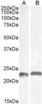 LIF Interleukin 6 Family Cytokine antibody, LS-C186538, Lifespan Biosciences, Western Blot image 