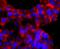 ATP Synthase F1 Subunit Beta antibody, A32270-1, Boster Biological Technology, Immunocytochemistry image 