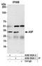 Serine And Arginine Rich Splicing Factor 1 antibody, A302-052A, Bethyl Labs, Immunoprecipitation image 