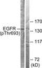 EGFR antibody, TA312537, Origene, Western Blot image 