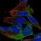 Spermatogenesis Associated Serine Rich 2 antibody, NBP2-56260, Novus Biologicals, Immunocytochemistry image 