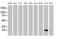 Heat Shock Protein Family B (Small) Member 8 antibody, MA5-25112, Invitrogen Antibodies, Western Blot image 