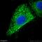 Calnexin antibody, 10427-2-AP, Proteintech Group, Immunofluorescence image 