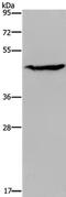 Lpap antibody, PA5-50441, Invitrogen Antibodies, Western Blot image 