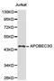 DNA dC->dU-editing enzyme APOBEC-3G antibody, TA327050, Origene, Western Blot image 