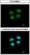 Mediator of RNA polymerase II transcription subunit 4 antibody, GTX108541, GeneTex, Immunocytochemistry image 