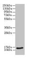 Natriuretic Peptide B antibody, LS-C211188, Lifespan Biosciences, Western Blot image 