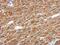 PAICS antibody, GTX118340, GeneTex, Immunohistochemistry paraffin image 