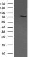 Component Of Oligomeric Golgi Complex 6 antibody, NBP2-45631, Novus Biologicals, Western Blot image 