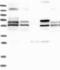 Family With Sequence Similarity 117 Member A antibody, NBP1-86007, Novus Biologicals, Western Blot image 
