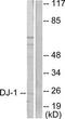 Parkinsonism Associated Deglycase antibody, TA326226, Origene, Western Blot image 