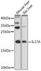 IL-17 antibody, 13-249, ProSci, Western Blot image 