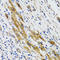 Phospholipase A2 Group IID antibody, LS-B15421, Lifespan Biosciences, Immunohistochemistry frozen image 