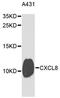 C-X-C Motif Chemokine Ligand 8 antibody, A2541, ABclonal Technology, Western Blot image 