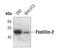 Flotillin 2 antibody, PA5-17178, Invitrogen Antibodies, Western Blot image 