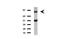 Folate Hydrolase 1 antibody, UM500026, Origene, Western Blot image 