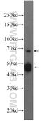 Cytochrome P450 Family 2 Subfamily D Member 6 antibody, 17868-1-AP, Proteintech Group, Western Blot image 