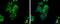 Phosphoenolpyruvate carboxykinase [GTP], mitochondrial antibody, GTX114919, GeneTex, Immunofluorescence image 