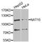 N-Acetyltransferase 10 antibody, A06226, Boster Biological Technology, Western Blot image 