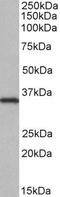 Serine/threonine-protein kinase Nek7 antibody, PA5-19410, Invitrogen Antibodies, Western Blot image 