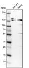 SH3 and PX domain-containing protein 2A antibody, PA5-58169, Invitrogen Antibodies, Western Blot image 