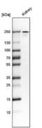 Phospholipase A2 Receptor 1 antibody, NBP2-52933, Novus Biologicals, Western Blot image 