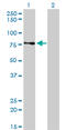 A-Kinase Anchoring Protein 8 antibody, LS-C133634, Lifespan Biosciences, Western Blot image 